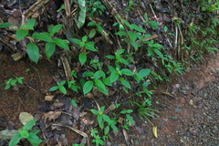 Angiospermae