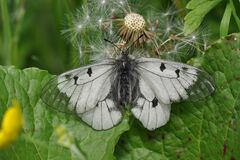 Parnassius mnemosyne