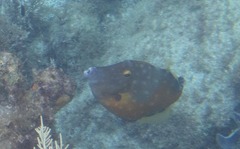 Cantherhines macrocerus