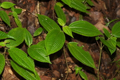Angiospermae