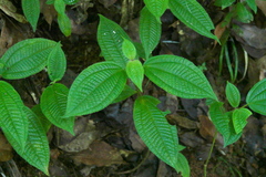 Angiospermae