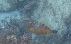 Cantherhines macrocerus