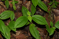 Angiospermae