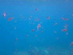 Azurina multilineata