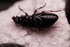 Pterostichus sculptus