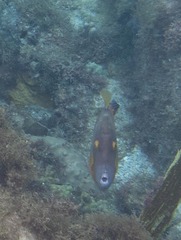 Cantherhines macrocerus