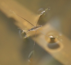 Limnometra
