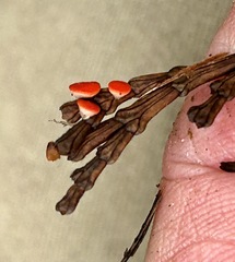 Pseudopithyella minuscula