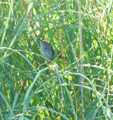 Spartonoica maluroides