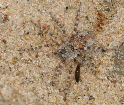 Northern Bear Spider, Mönchgut, Deutschland, photo 10 of 10
