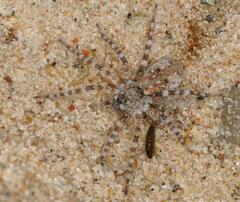 Arctosa perita