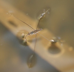 Limnometra