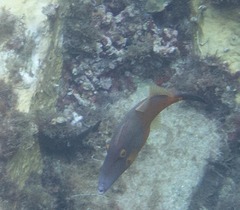 Cantherhines macrocerus