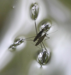 Limnometra