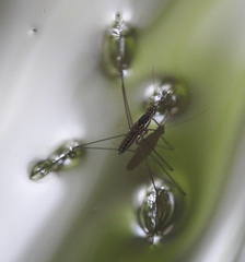 Limnometra