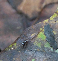 Ensifera