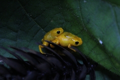 Brachycephalus rotenbergae