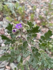 Phacelia crenulata