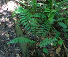 Polypodiopsida