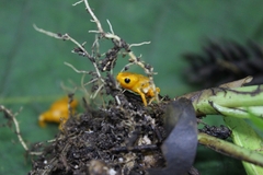 Brachycephalus rotenbergae