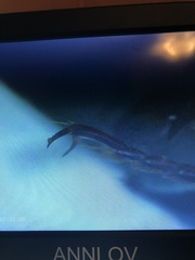 Pterostichus sculptus