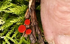 Pseudopithyella minuscula