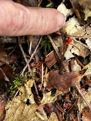 Pseudopithyella minuscula