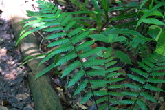 Polypodiopsida
