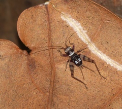 Ensifera