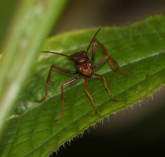 Pompilidae