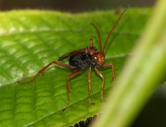 Pompilidae