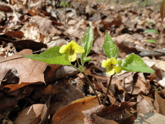 Viola tripartita