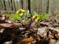 Viola tripartita