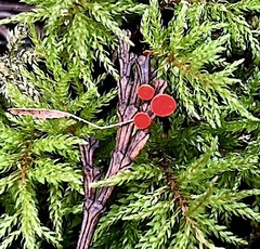 Pseudopithyella minuscula