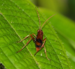 Pompilidae