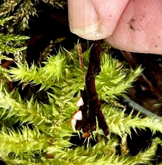 Pseudopithyella minuscula