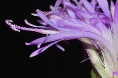 Vernonia alamanii