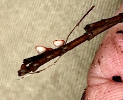 Pseudopithyella minuscula