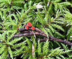 Pseudopithyella minuscula