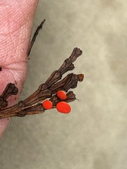 Pseudopithyella minuscula