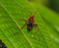 Pompilidae
