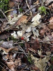 Pseudopithyella minuscula