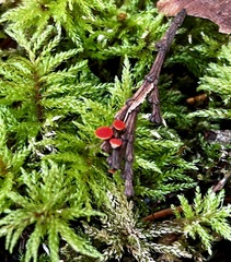 Pseudopithyella minuscula