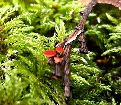 Pseudopithyella minuscula