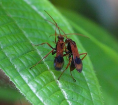 Pompilidae