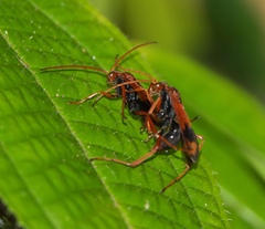 Pompilidae