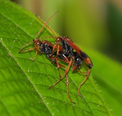 Pompilidae
