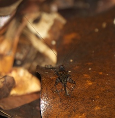 Ensifera