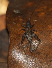 Ensifera