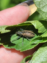 Naupactus versatilis